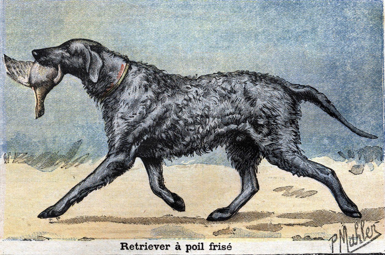 Jagthund: Krølhåret retriever af Unknown artist