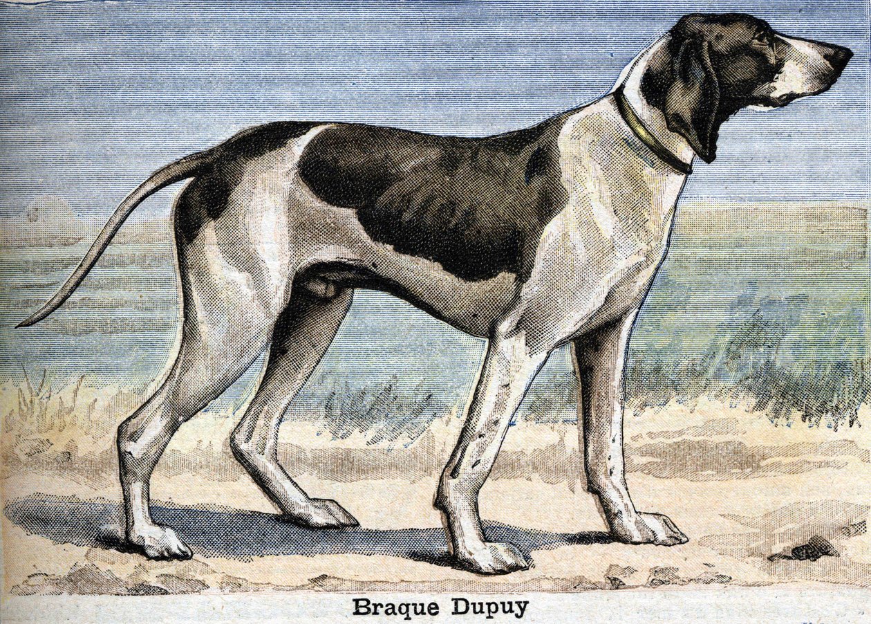 Jagthund: Braque Dupuy af Unknown artist