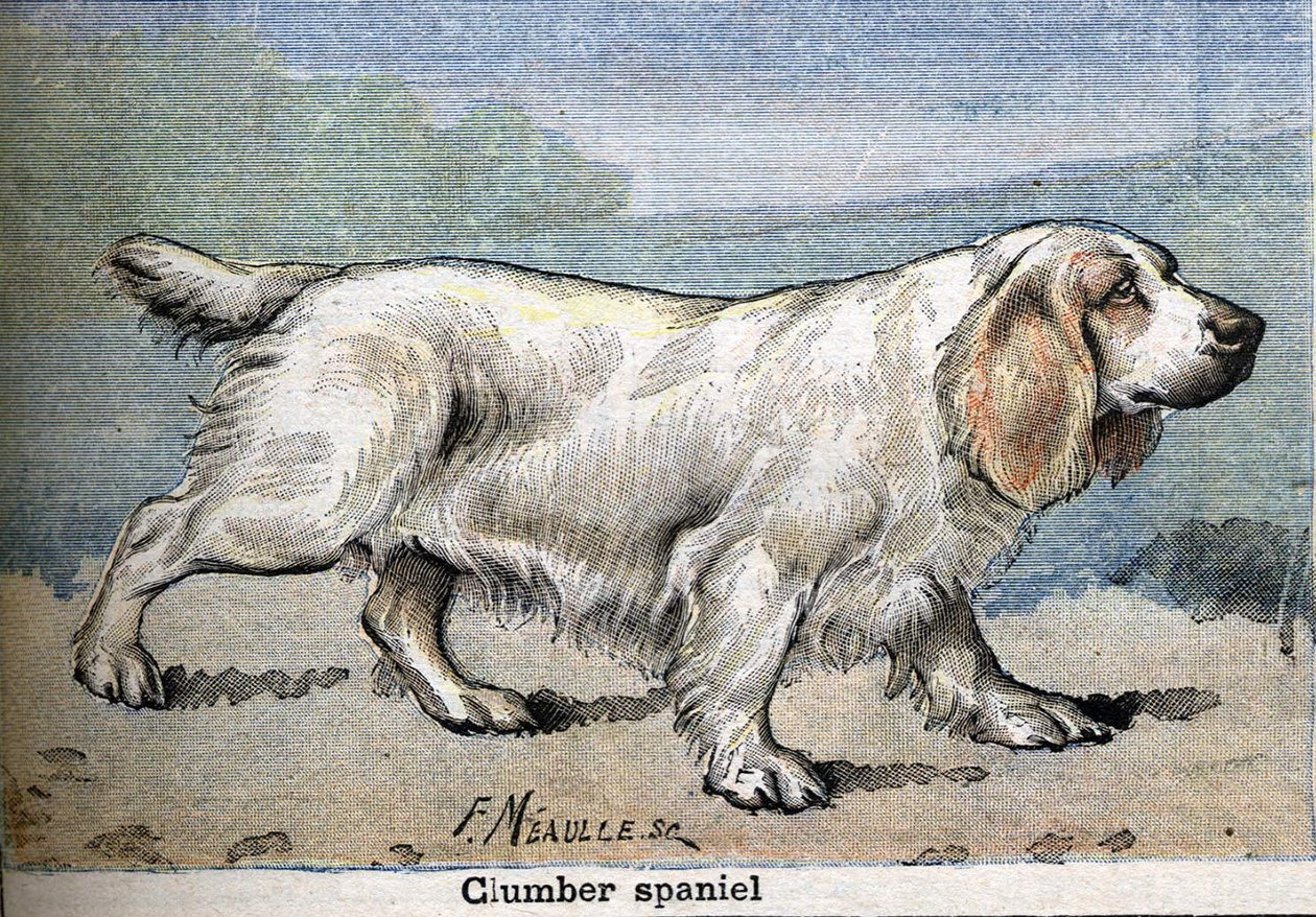 Jagthund: Clumber spaniel af Unknown artist