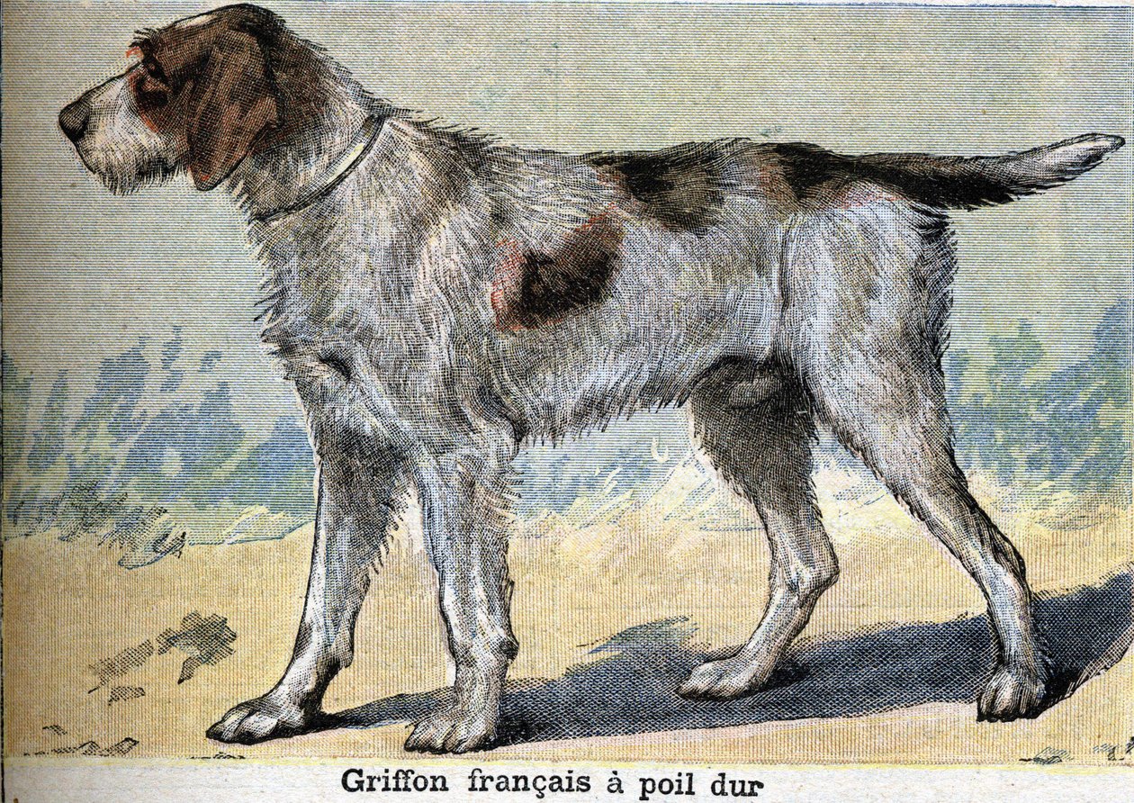 Jagthund: Griffon francais hårdhåret af Unknown artist