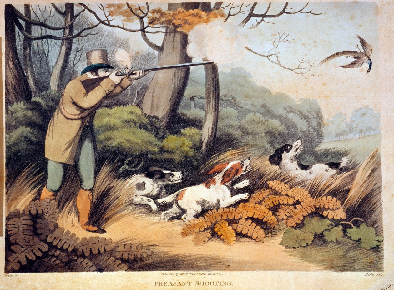 Jagt efter fasaner i England. 1800-tals gravering. Gien, jagtmuseum af Unknown artist