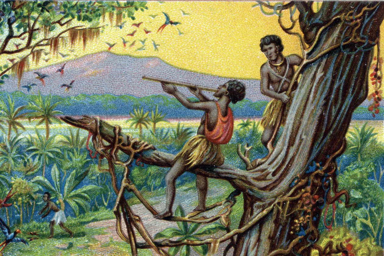 Jagtteknik. Jagt kolibrier i den polynesiske øgruppe: indbyggerne bruger bid. Kromolitografi af det 19. århundrede. af Unknown artist