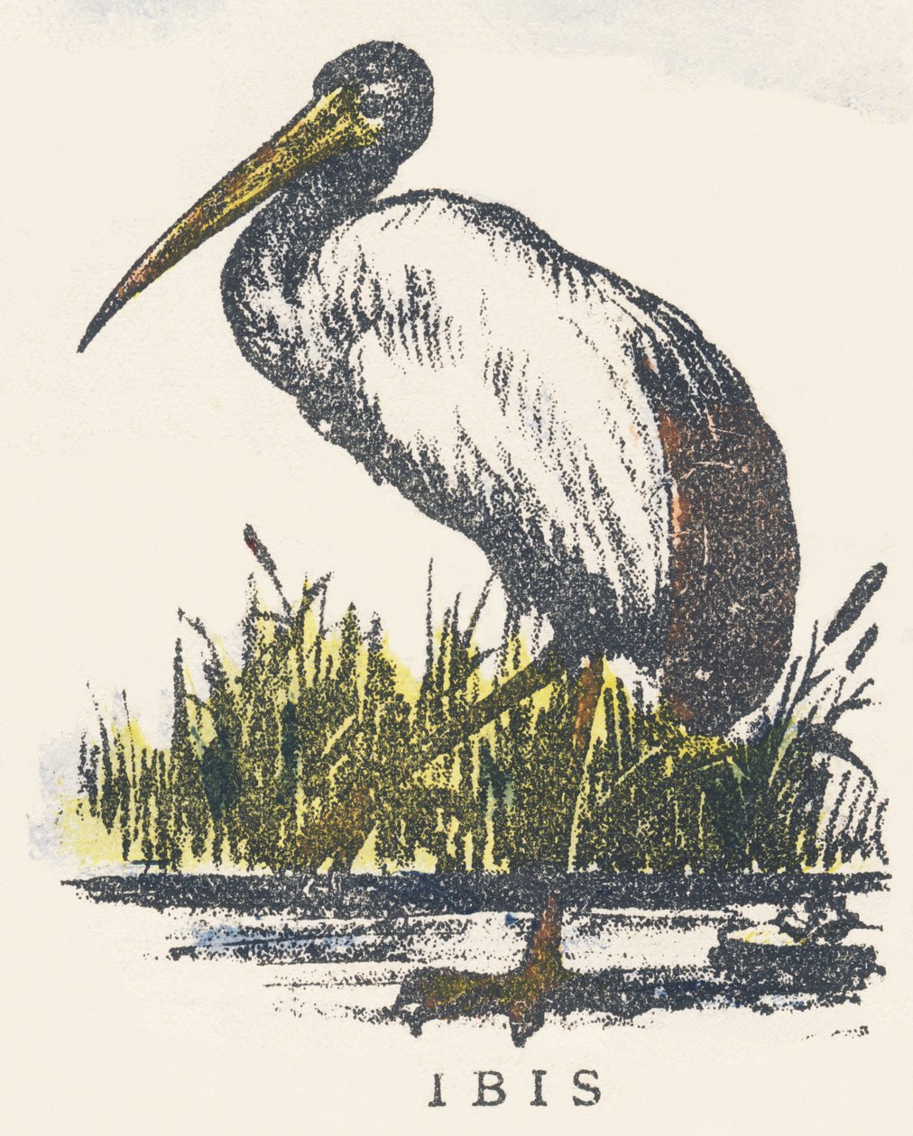 I: ibis af Unknown artist