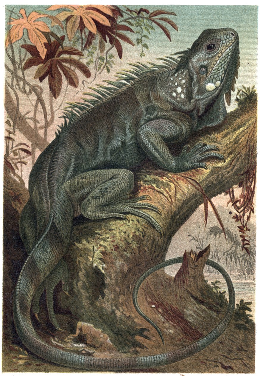 Iguana - Iguana (planteædende firben) - gravering fra "" Brehms Dyreliv"" af Alfred Edmund Brehm (1829-1884) af Unknown artist