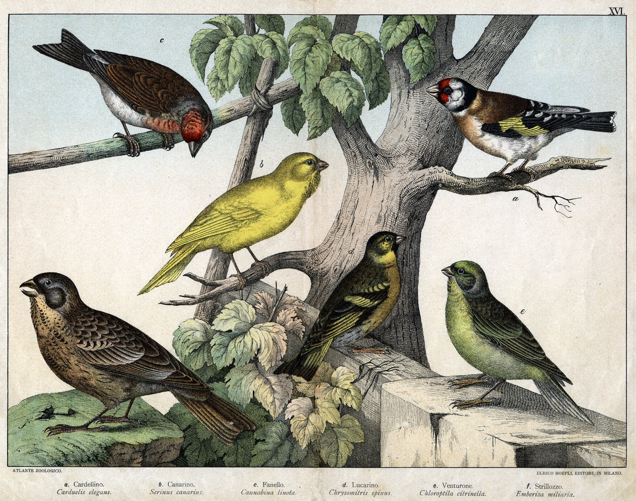 Illustration til "Fuglenes naturhistorie", red. Hoepli, Milano af Unknown Artist