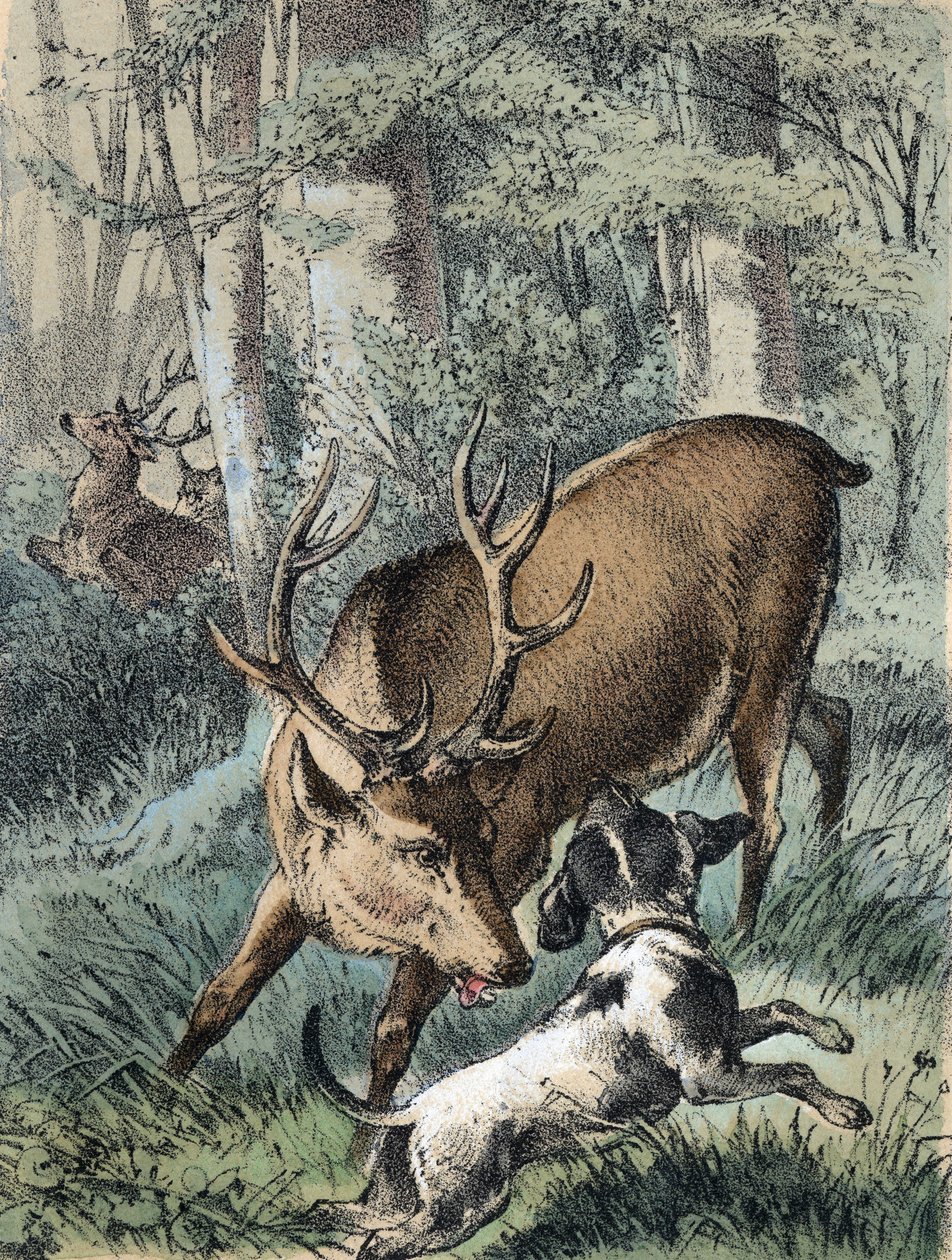 Illustration af Franz Hoffmanns fortællinger "" Fortællinger og fabler - "" De 2 hjorte"": den ene hjort løber væk og den anden kæmper med en hund. Kromolitografi af det 19. århundrede. af Unknown artist