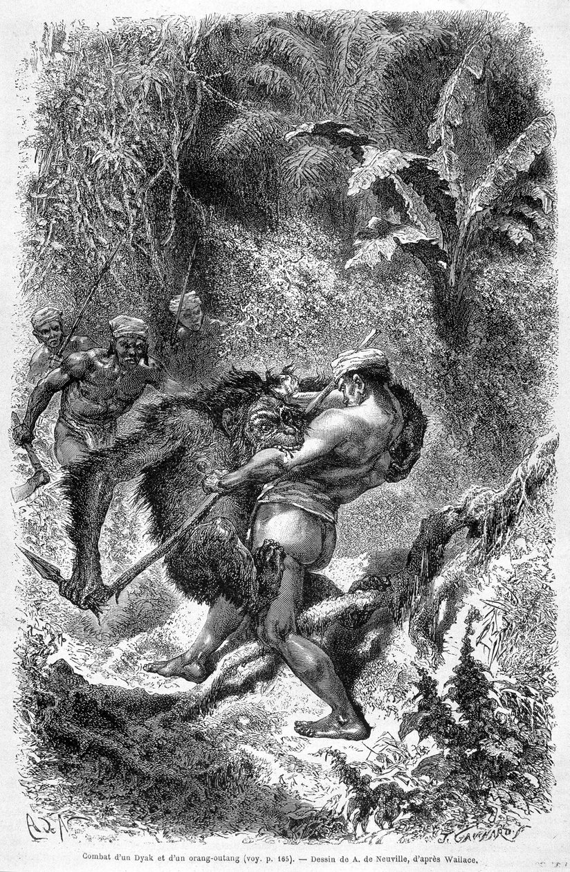 Illustration offentliggjort i 1862-udgaven af "Le Tour du monde", der skildrer en kamp mellem en dayak og en orang-outan (orang-utang, orang-outang, orang-utang) på øen Borneo. Gravering. af Unknown artist
