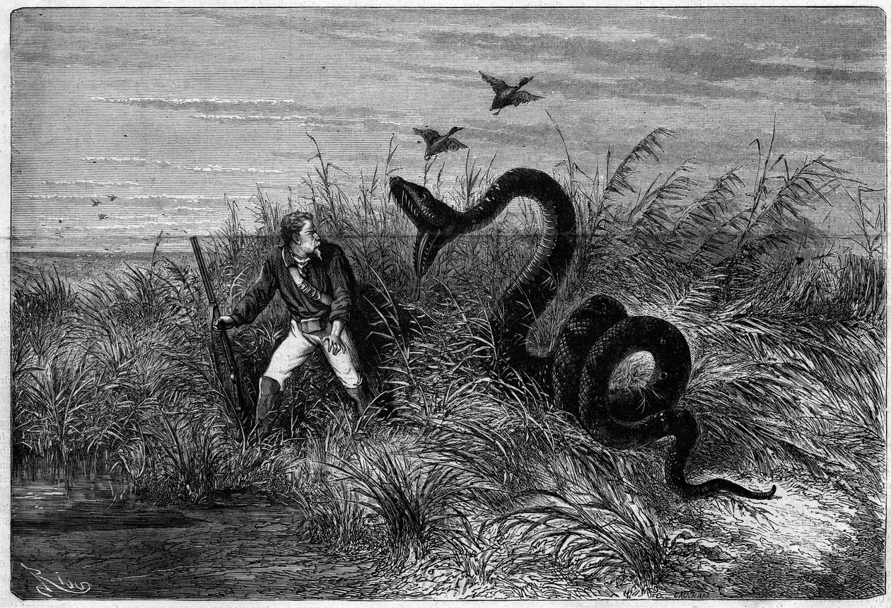 Hændelse på savannen af en andejagt. Uddrag fra "" Rejsen til Fransk Guyana"" af Frederic Bouyer, kaptajn på fregat. Gravering i "" L