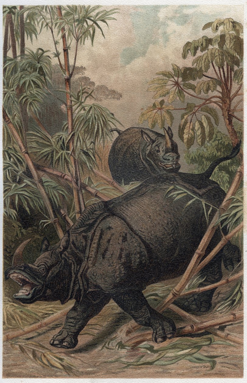 Indisk næsehorn - Det indiske næsehorn (Rhinoceros unicornis) - gravering fra "" Brehms Dyreliv"" af Alfred Edmund Brehm (1829-1884) af Unknown artist