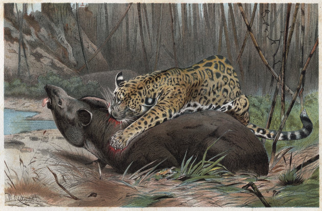 Jaguar (Panthera onca) - gravering fra "" Brehms Dyreliv"" af Alfred Edmund Brehm (1829-1884) af Unknown artist