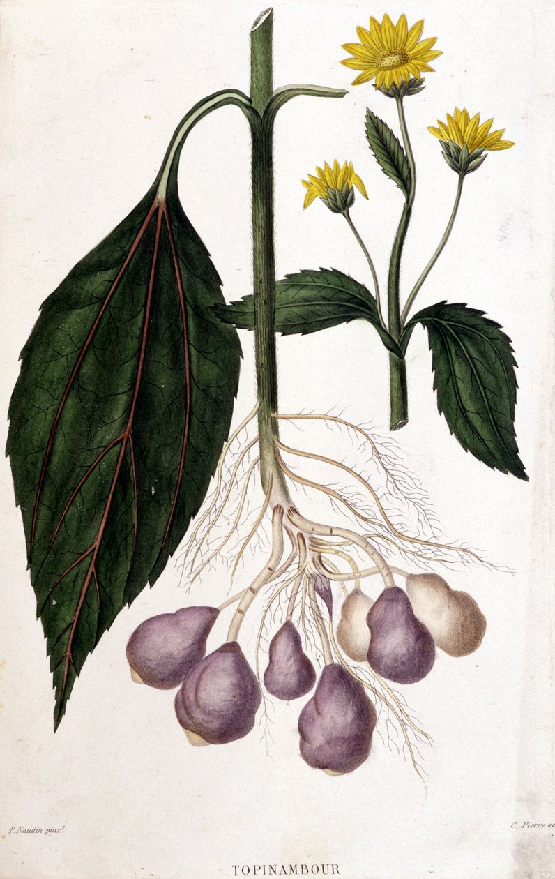 Jordskok - botanisk bord af Unknown artist