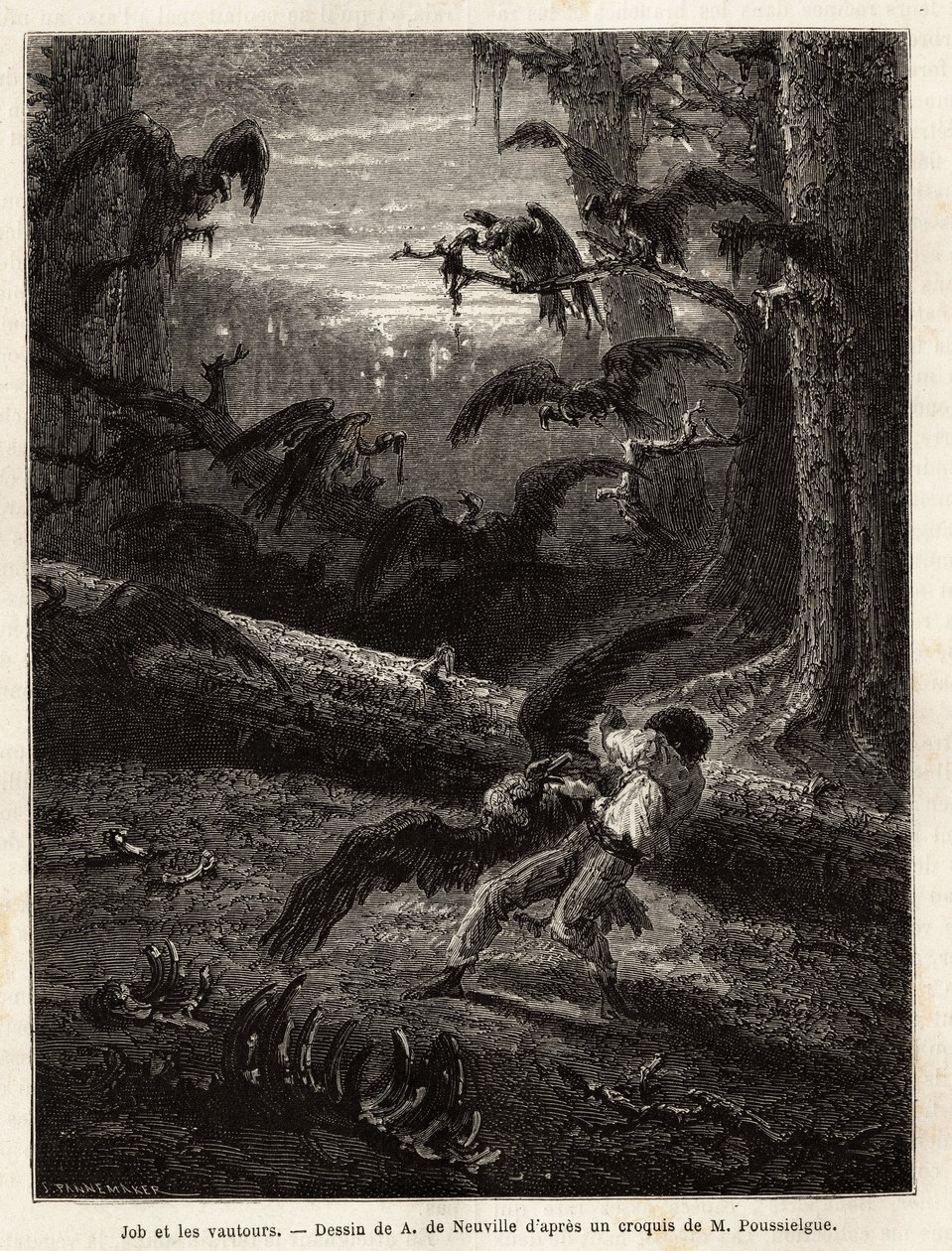 Job (redaktørens rejsekammerat), angrebet af gribbe. Gravering for at illustrere historien Quatre mois en Florida, af M. Pousselgue, i 1851-1852, udgivet i "" le tour du monde"", under ledelse af D