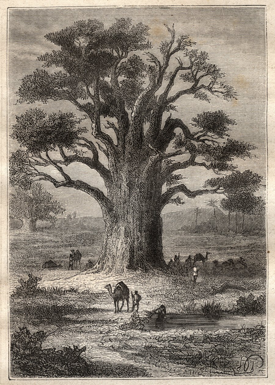 Rejse (1798) af Frederic Conrad (Konrad) Hornemann (1772-1801) til Fezzan (Libyen): en baobab - illustration hentet fra "" The Great Mariners of the 18th century""" af Unknown artist