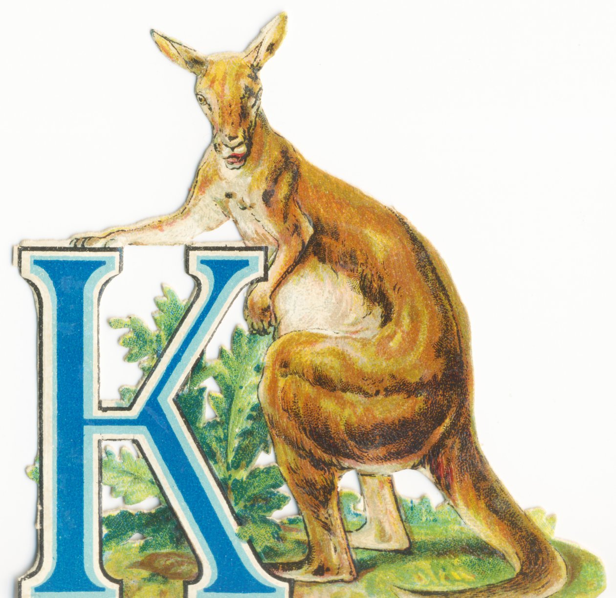 K: Kænguru af Unknown artist