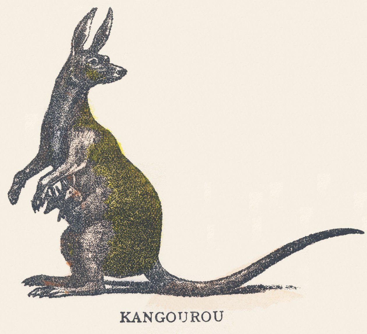 Q: kænguru af Unknown artist