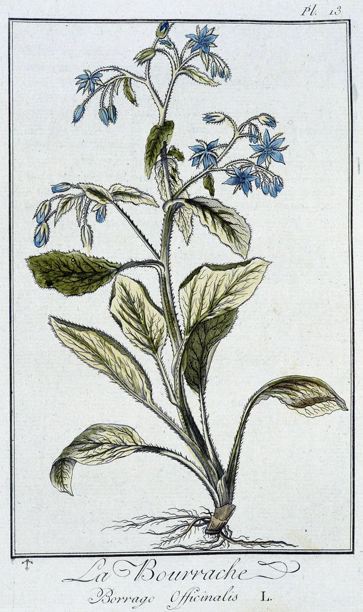 Borage (Borago Officinalis) - i "Øvelser i botanik til brug for handlende", skrevet af J.C. Philibert, Imprimerie de Crapelet, Paris af Unknown artist