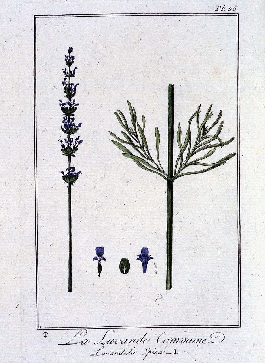 Almindelig lavendel (Lavandula Spica) - i "Øvelser i botanik for handlende", skrevet af J.C. Philibert, Imprimerie de Crapelet, Paris af Unknown artist