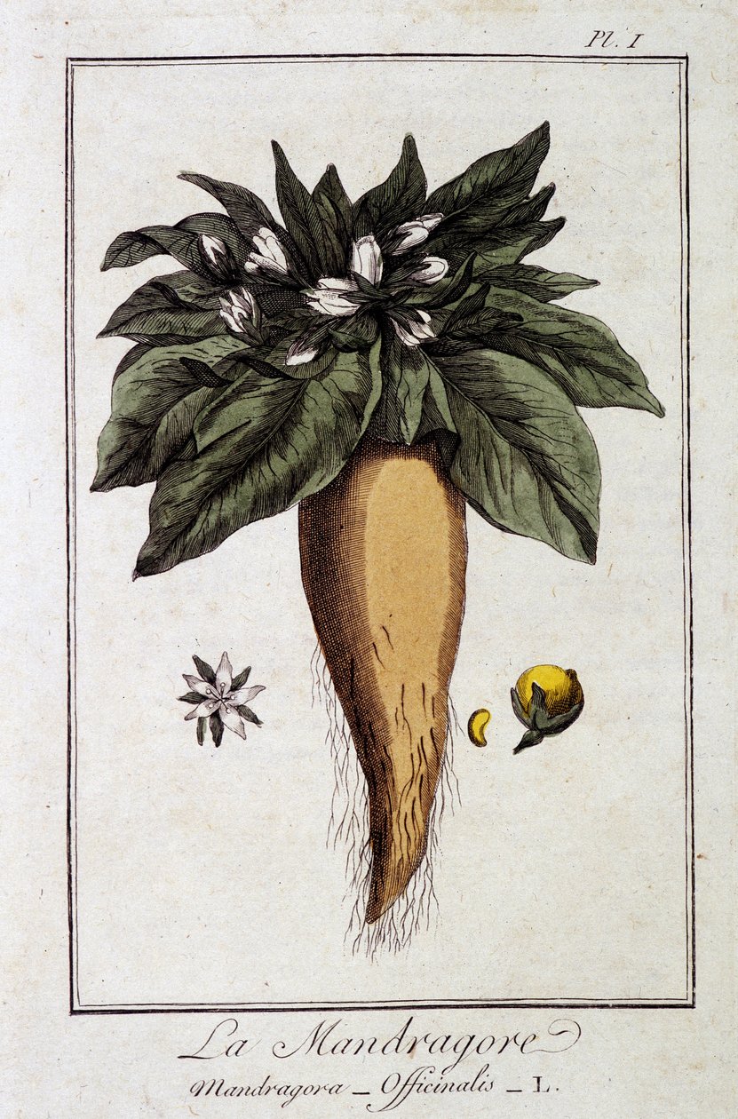 The Mandrake (Mandragora Officinalis) - i "Øvelser i botanik til brug for handlende", redigeret af JC Philibert, Imprimerie de Crapelet, Paris af Unknown artist