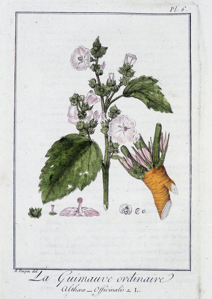 Den almindelige Marshmallow (Althaea Officinalis) - i "Øvelser i botanik til brug for handlende", redigeret af J.C. Philibert, Imprimerie de Crapelet, Paris af Unknown artist