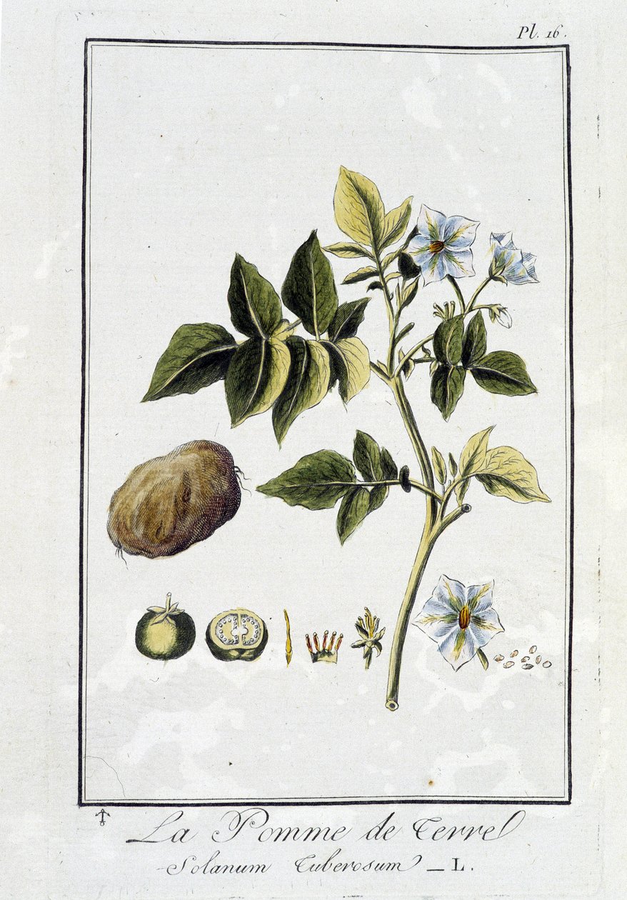 La Potato (Solanum Tuberosum) - i "Exercises de botany à l