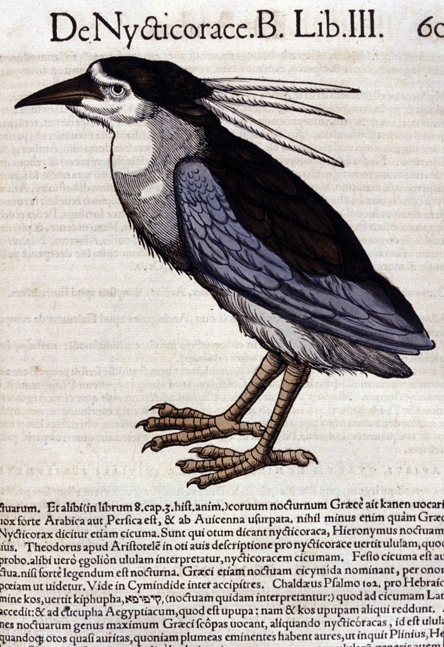 La bihoreau i Historia Animalium af Conrad Gesner (1516 - 1565), Tiguri af Unknown artist