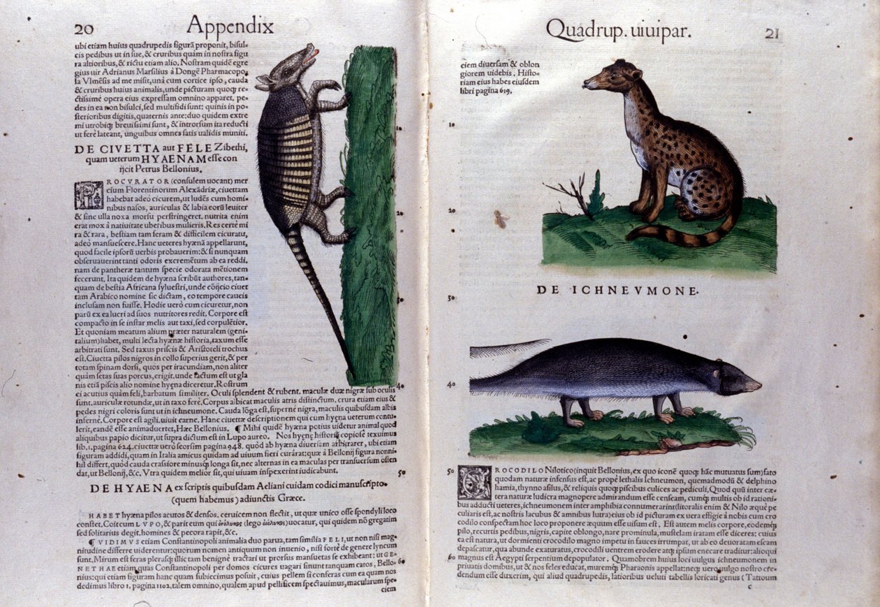 La civette, la hyena et la mongouse, i Historia Animalium de Conrad Gesner (1516 - 1565), Tiguri af Unknown artist