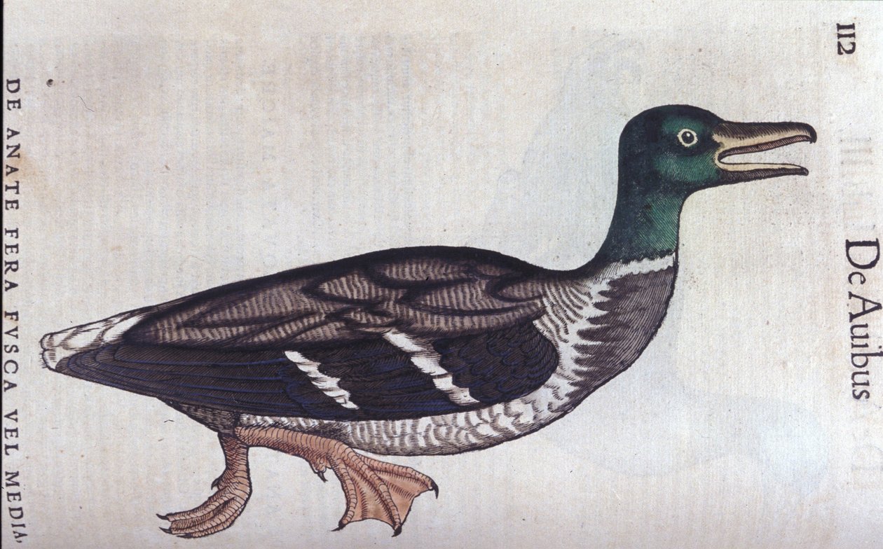 La ducard souchet i Historia Animalium de Conrad Gesner (1516 - 1565), Tiguri af Unknown artist