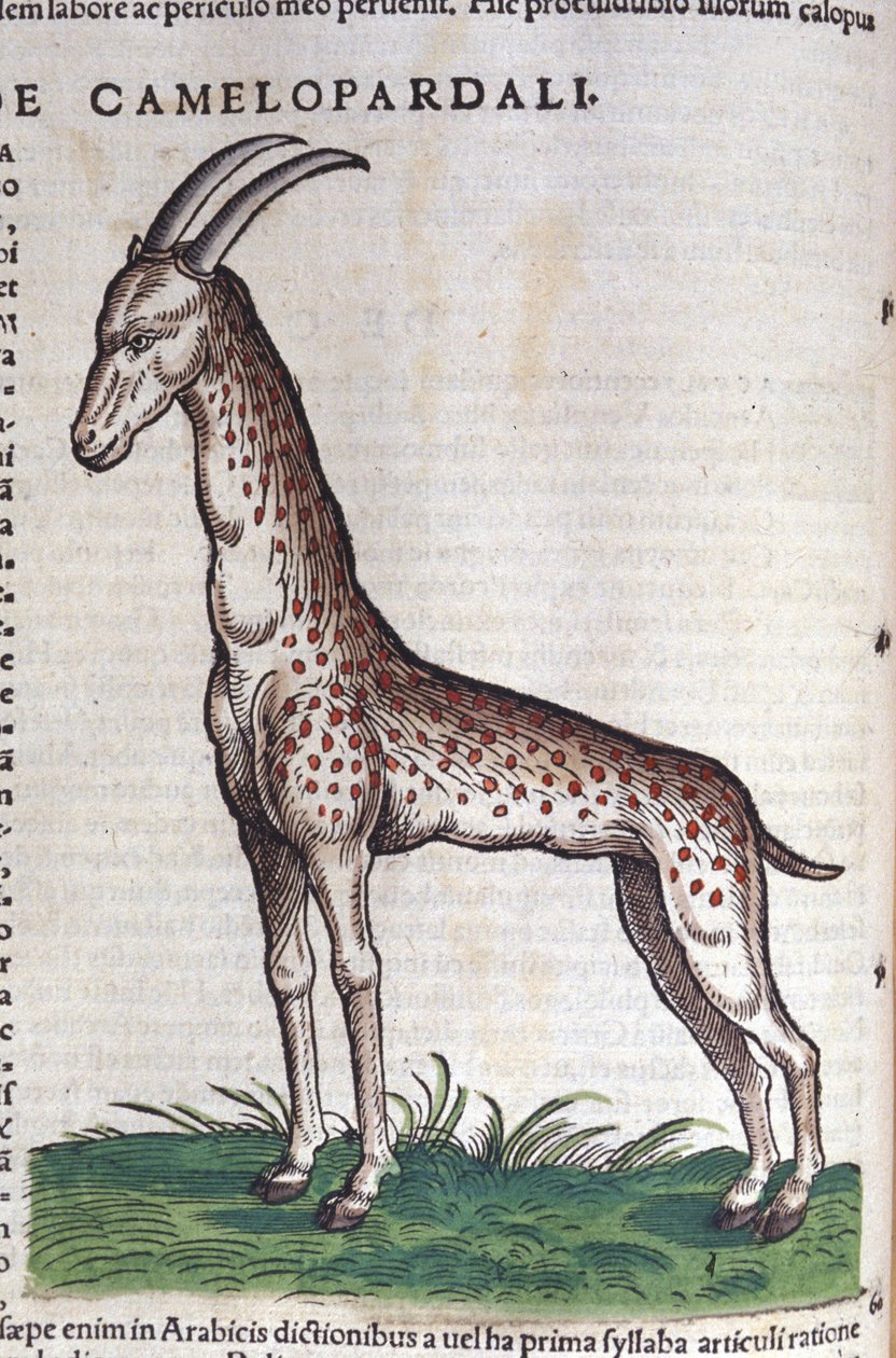En giraf. i Historia Animalium af Conrad Gesner (1516 - 1565), Tiguri af Unknown artist