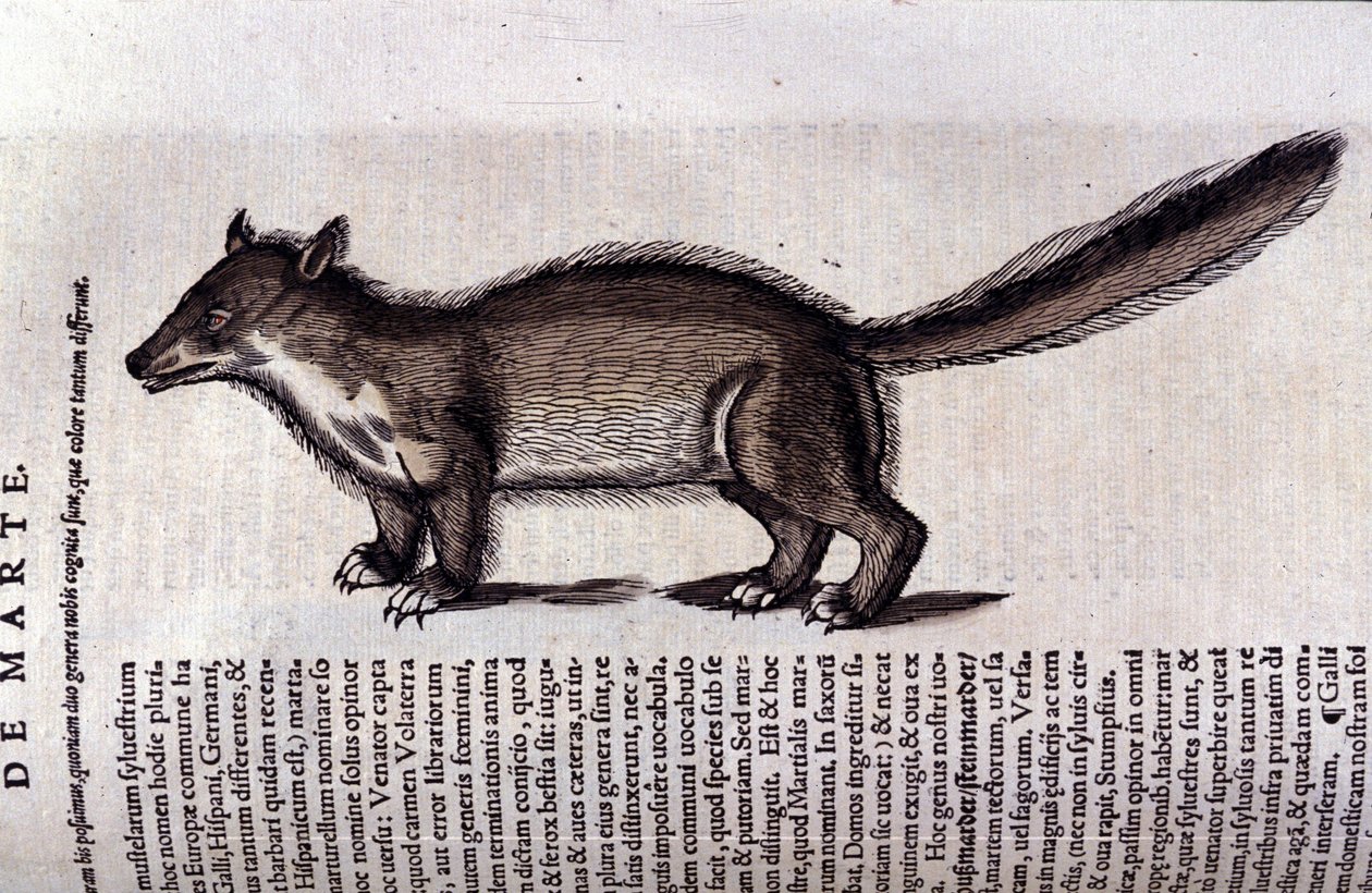 La martre (eller marte) i Historia Animalium af Conrad Gesner (1516 - 1565), Tiguri af Unknown artist