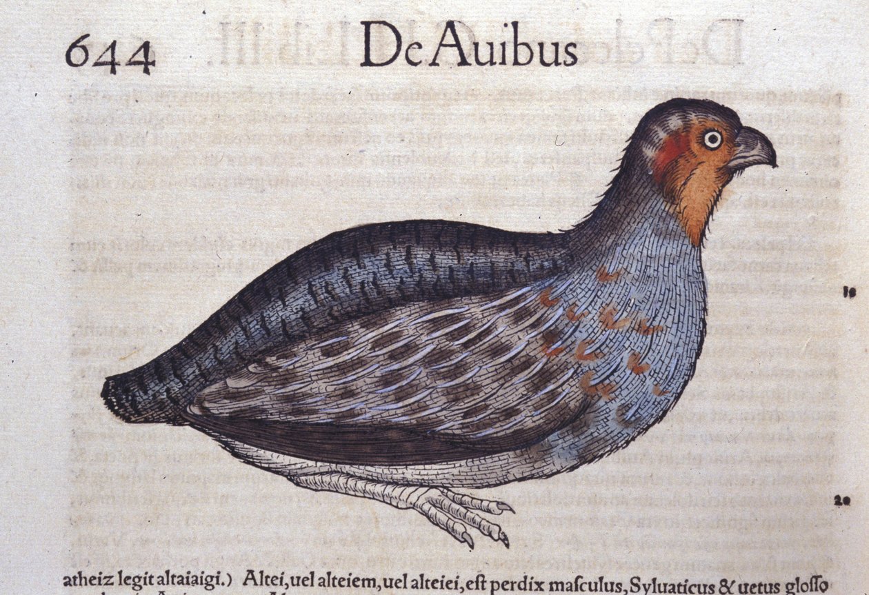 La agerhøne en Historia Animalium af Conrad Gesner (1516 - 1565), Tiguri af Unknown artist