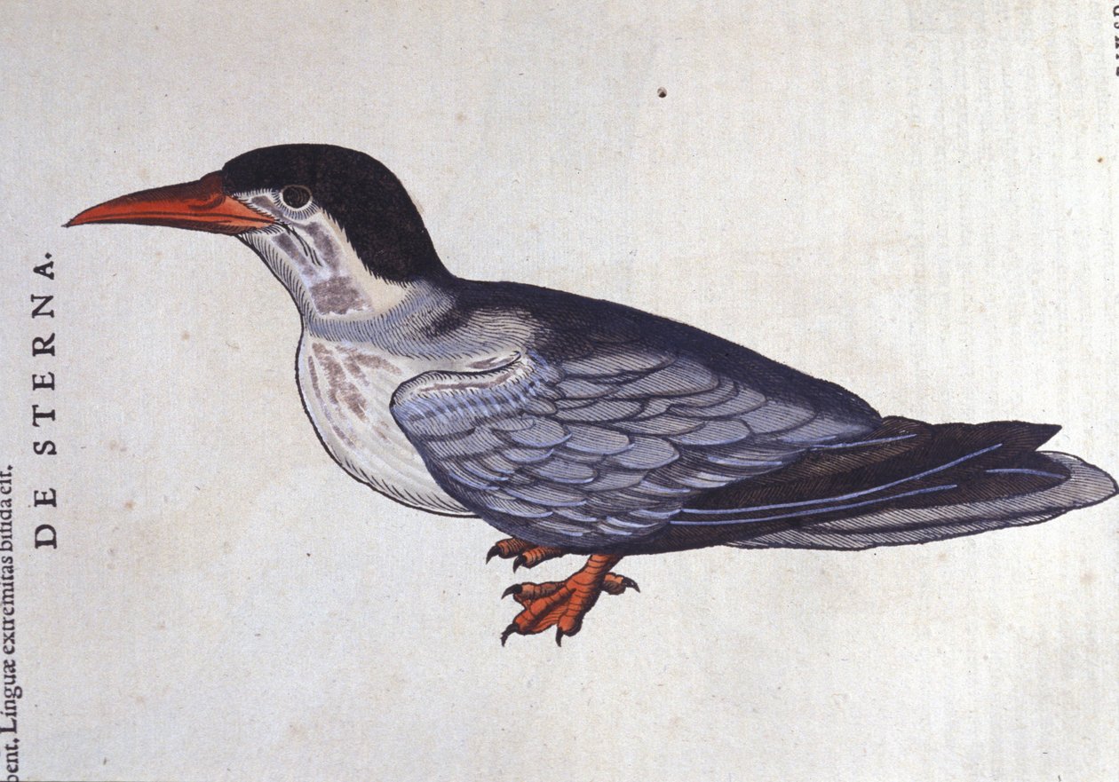 La tern ou swallow des mers i Historia Animalium de Conrad Gesner (1516 - 1565), Tiguri af Unknown artist