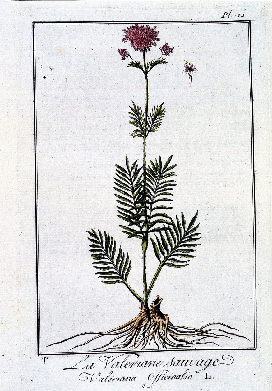 Vild baldrian - i "Exercise in botany for traders"" af J.C. Philibert, imp. fra Crapelet, Paris af Unknown artist