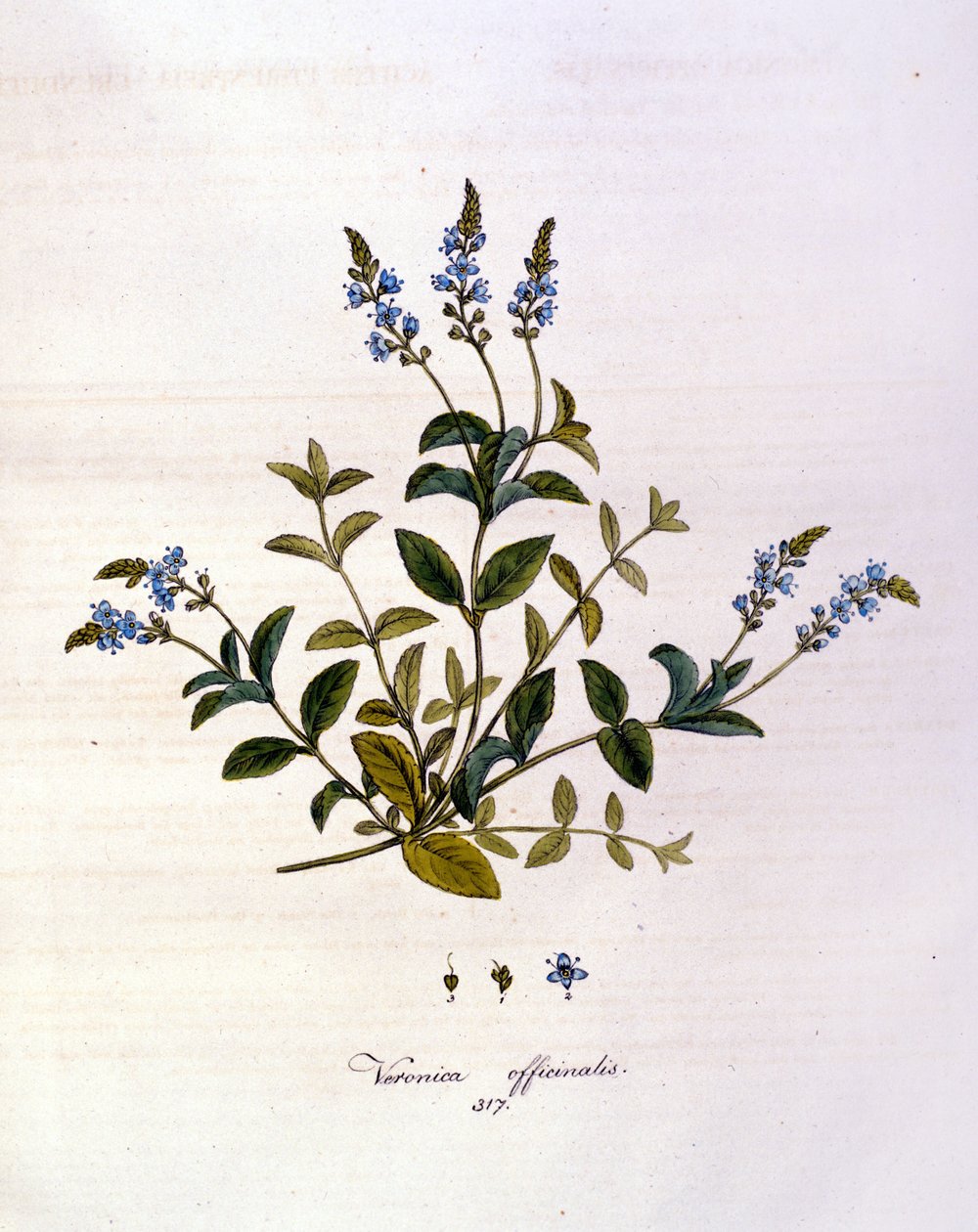 La veronica. 1800-tals gravering. af Unknown artist