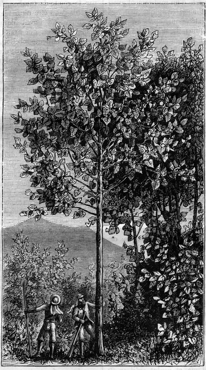 Kinetræet (Cinchona officinalis). Indgravering i "" Nature" af Unknown artist