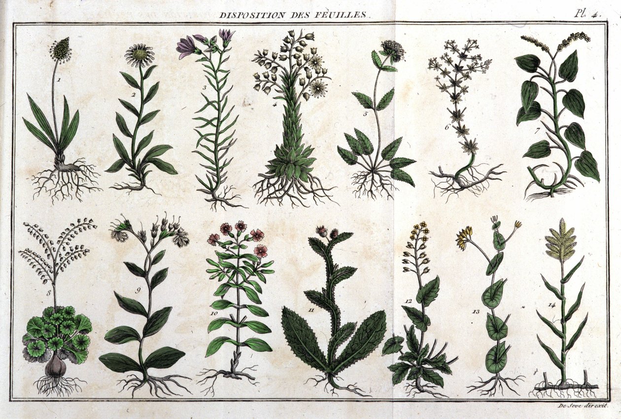 Layout af bladene: i "" Flora Françoise, eller en kort beskrivelse af alle de planter, der vokser naturligt i Frankrig, arrangeret efter en ny analysemetode, hvortil citatet af deres mindre tvetydige dyder inden for medicin, og deres anvendelighed i af Unknown artist