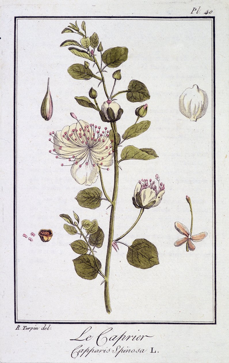 Caprieren (Capparis Spinosa) - i "Øvelser i botanik til brug for handlende", redigeret af JC Philibert, Imprimerie de Crapelet, Paris af Unknown artist