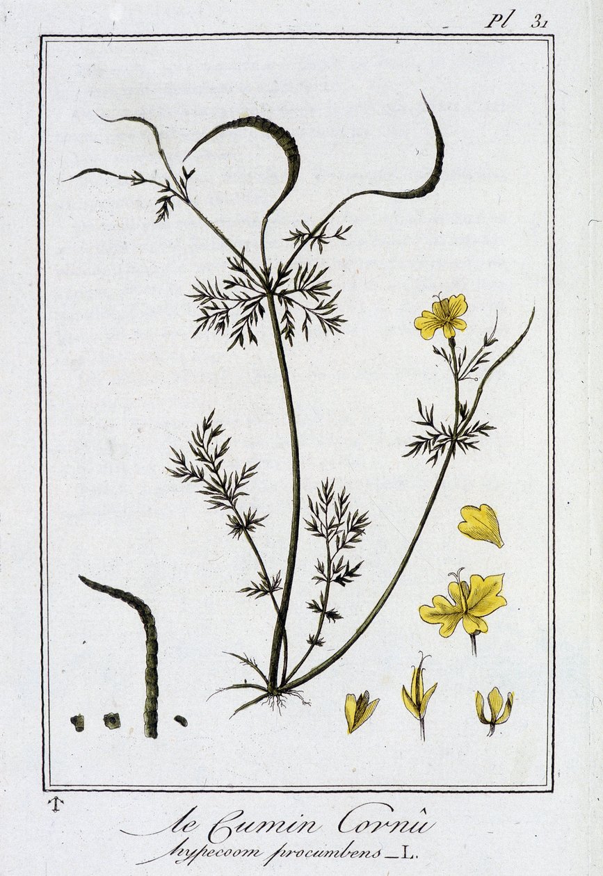 Horned Cumin (Hypecoum procumbens) - i "Øvelser i botanik til brug for handlende", redigeret af J.C. Philibert, Imprimerie de Crapelet, Paris af Unknown artist