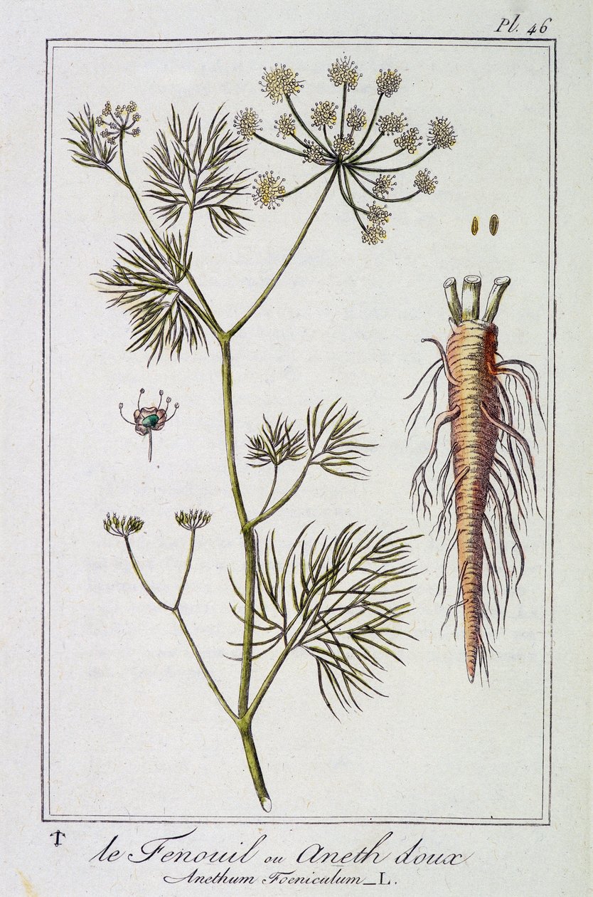Fennikelen eller sød dild (Anethum Foeniculum) - i "Øvelser i botanik til brug for handlende", redigeret af J.C. Philibert, Imprimerie de Crapelet, Paris af Unknown artist
