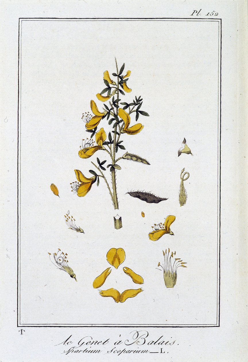 Le Genet a Broom (Spartium Scoparium) - i "Øvelser i botanik til brug for handlende", redigeret af J.C. Philibert, Imprimerie de Crapelet, Paris af Unknown artist