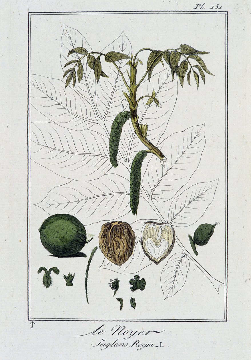Le Noyer (Juglans Regia) - i "Øvelser i botanik til brug for handlende", skrevet af J.C. Philibert, imp. Crapelet, Paris af Unknown artist