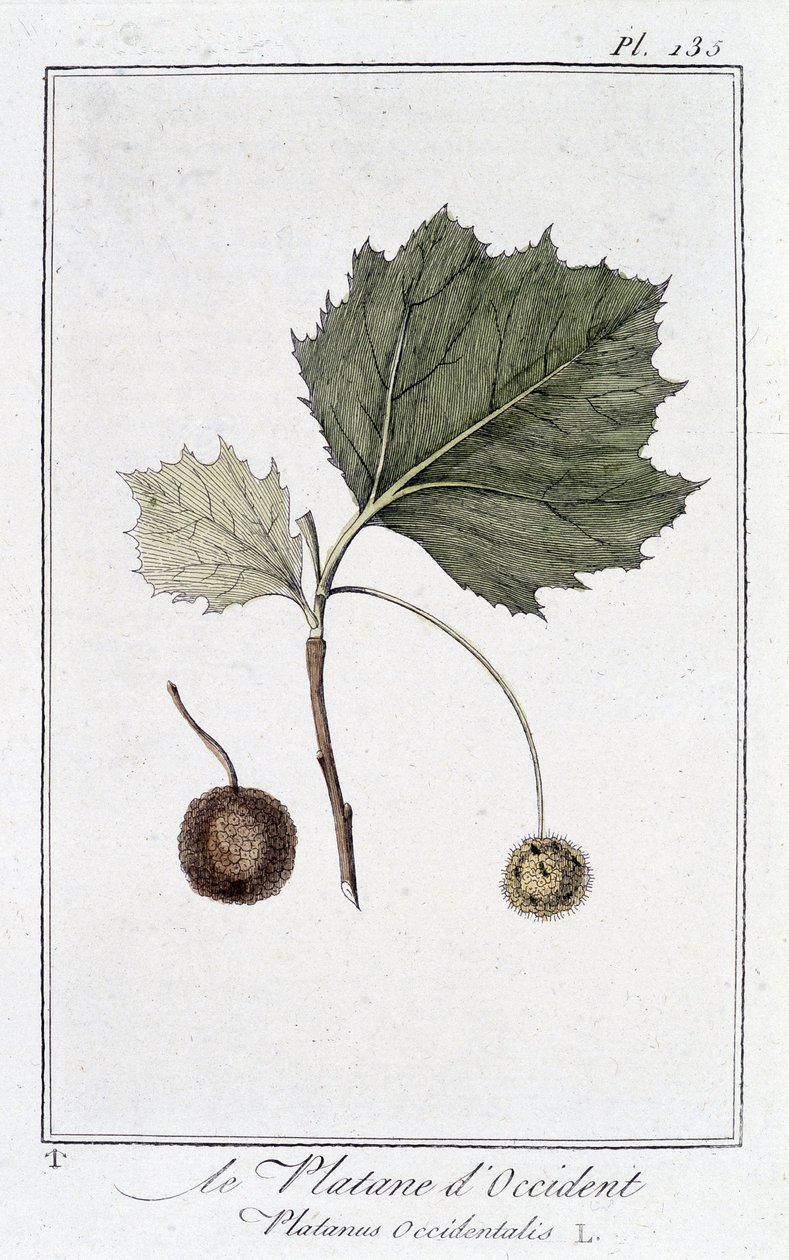 The Western Plane (Platanus occidentalis) - i "Øvelser i botanik til brug for handlende", redigeret af JC Philibert, Imprimerie de Crapelet, Paris af Unknown artist
