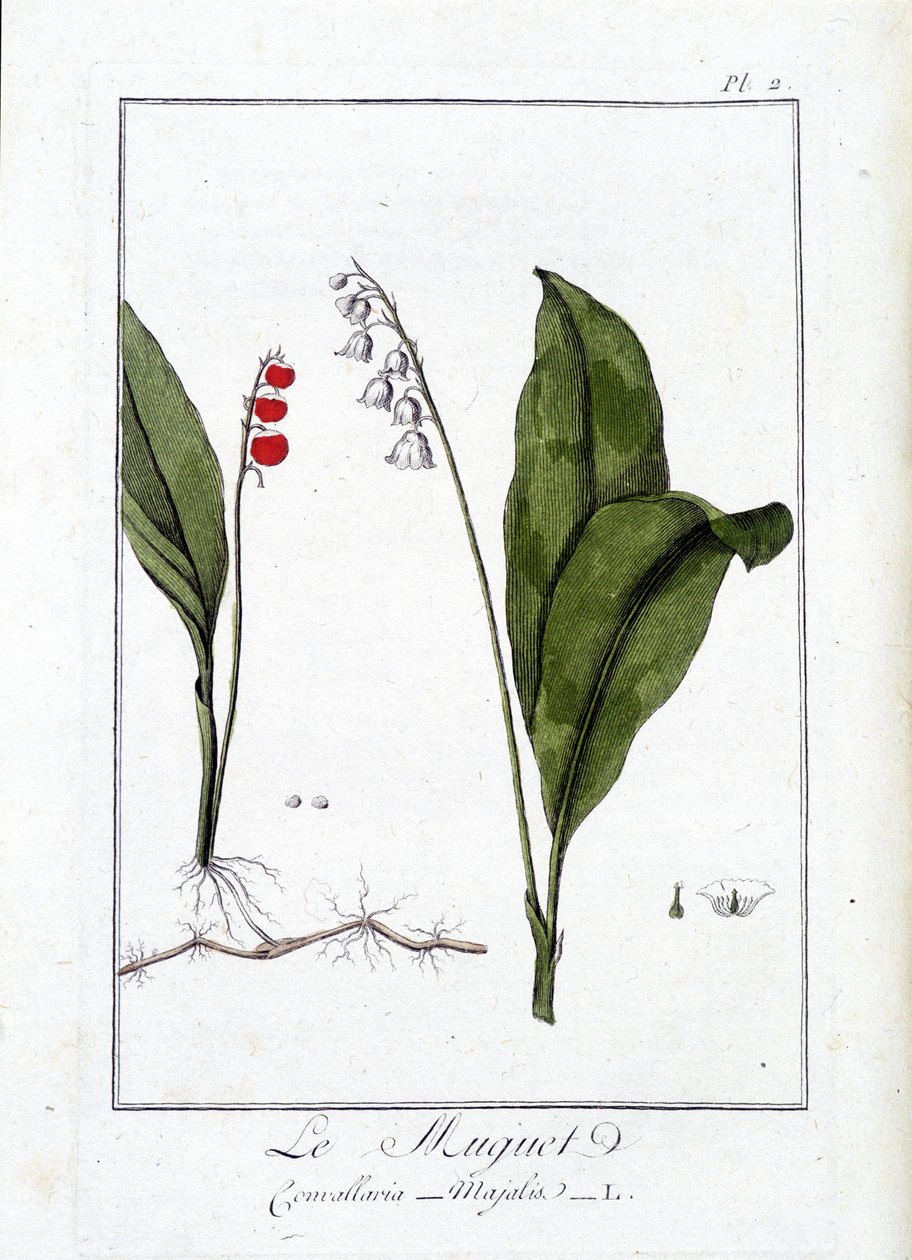 Drosselen (Convallaria Majalis) - i "Øvelser i botanik til brug for handlende", skrevet af J.C. Philibert, Imprimerie de Crapelet, Paris af Unknown artist