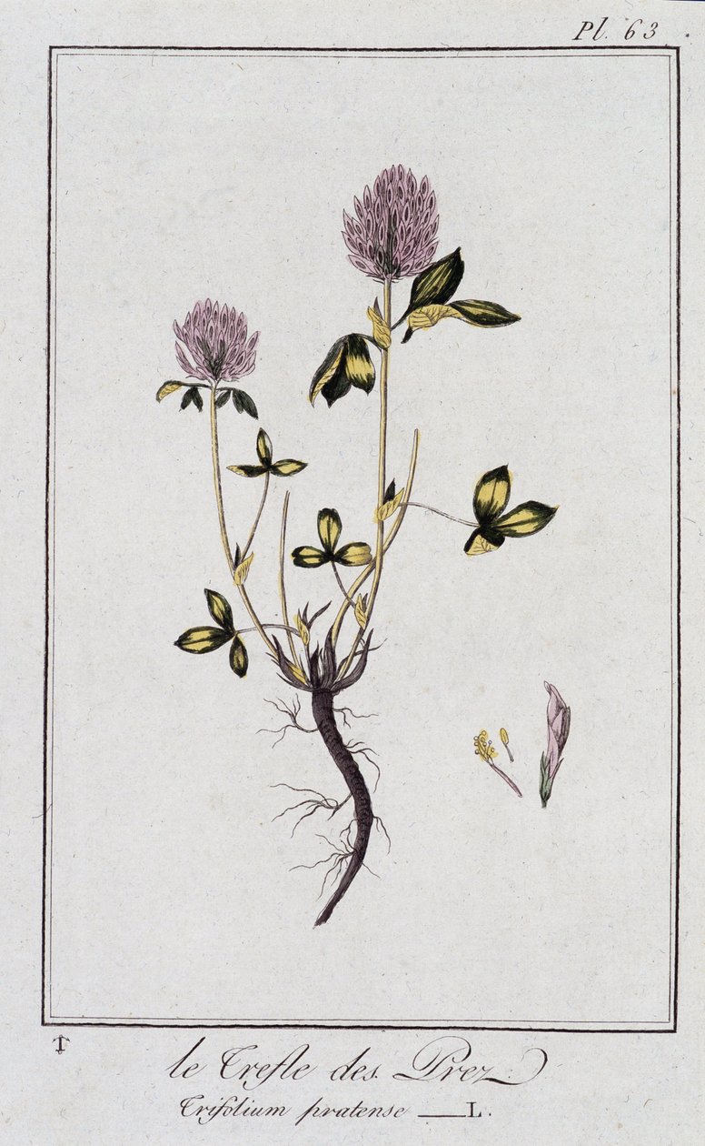Le Clover des Meadows (Trifolium pratense) - i "Øvelser i botanik til brug for handlende", redigeret af J.C. Philibert, Imprimerie de Crapelet, Paris af Unknown artist