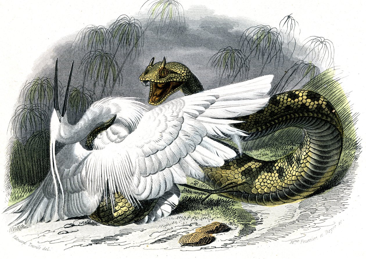 Le ceraste (Vipera cerastes) - Tallerken fra naturhistorie af Bernard Germain de Lacepede (1856-1925), udgave P.Furme, Paris af Unknown artist