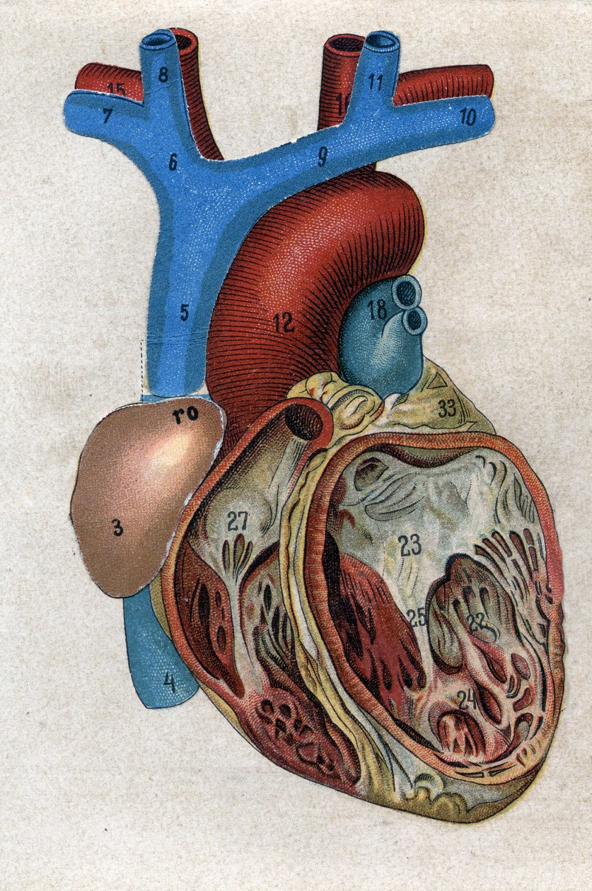 Le coeur.in "" Den nye naturlige medicin"" af F.E. Bilz. 1898. af Unknown artist