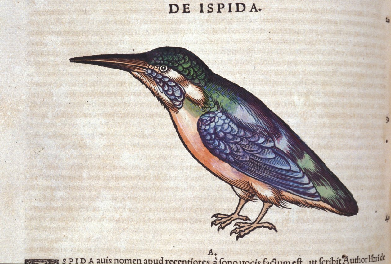 Le guêpier i Historia Animalium af Conrad Gesner (1516 - 1565), Tiguri af Unknown artist