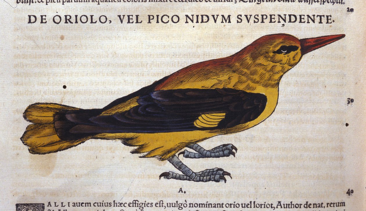 Billedet i Historia Animalium af Conrad Gesner (1516 - 1565), Tiguri af Unknown artist