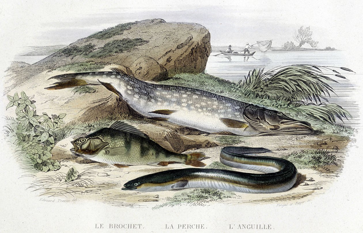 Gedden, aborren og ålen - i "Naturhistorie" af Lacepède, T.II, red. Furne et Cie, Paris af Unknown artist