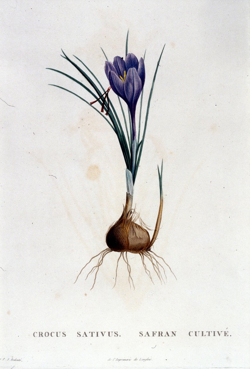 Safranen (Crocus sativus) efter Botanique di J. Rousseau, Paris 1822. af Unknown artist