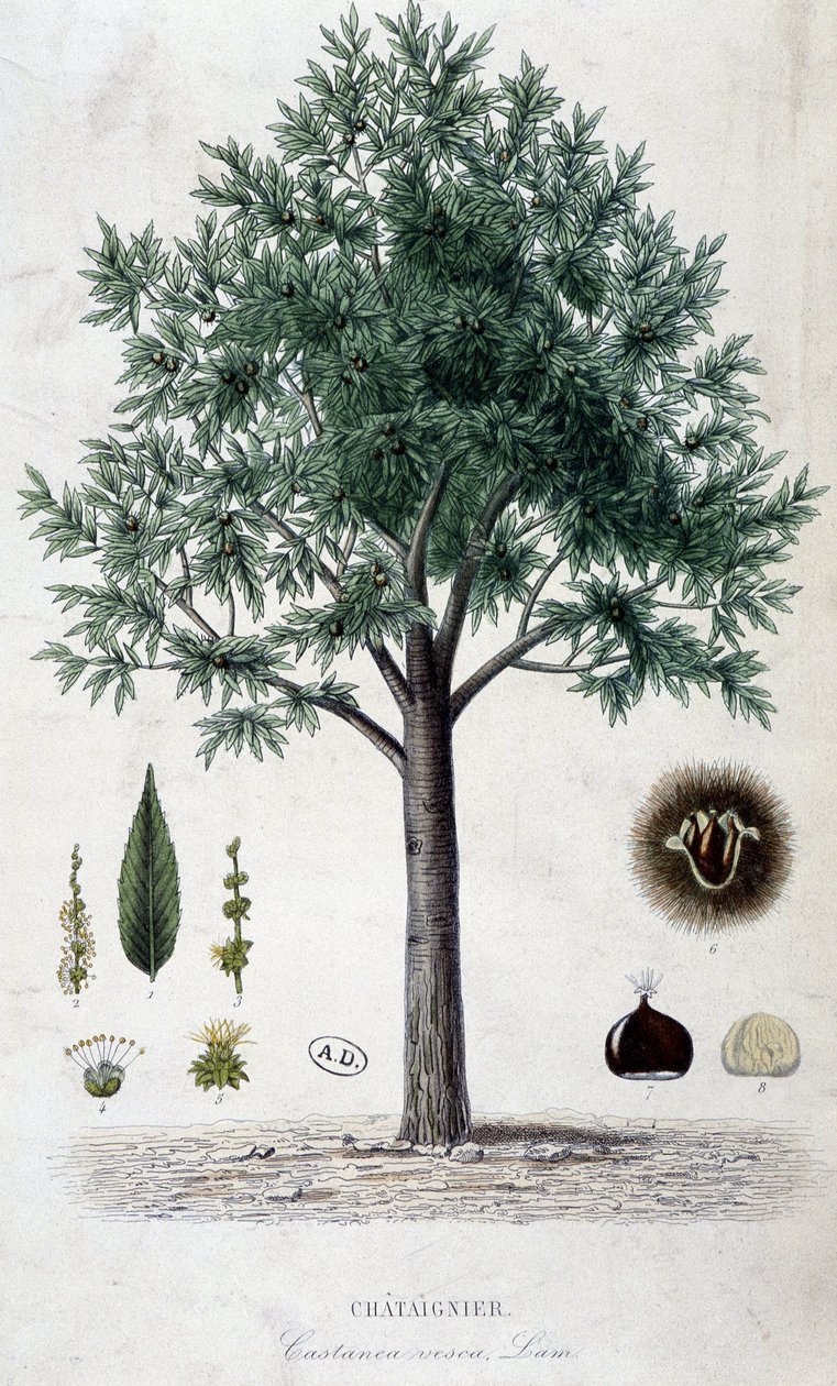 Blade, frugt- og kastanjetræ, botanisk bord af Unknown artist